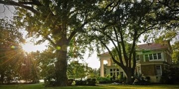 Sun streaming through large trees above the Linden Plantation