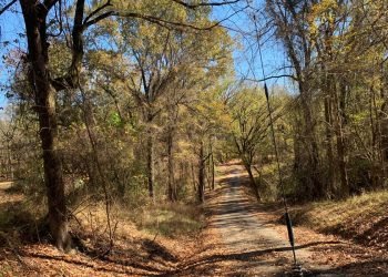 Path large enough for four wheelers and bikes through a wooded area with leaves on the ground. 
