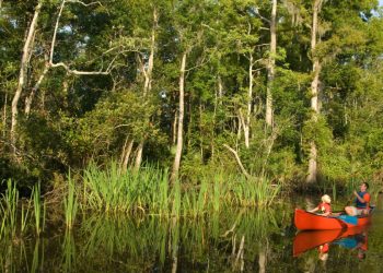 Father and son in an orange canoe look up into the trees as they paddle by tall grasses on a sunny day. 