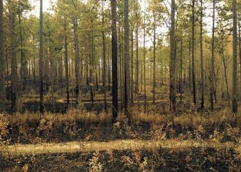 The woods in late afternoon