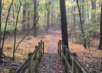 Small wooden bridge leading to a path through the woods with orange and brown leaves covering the ground. 